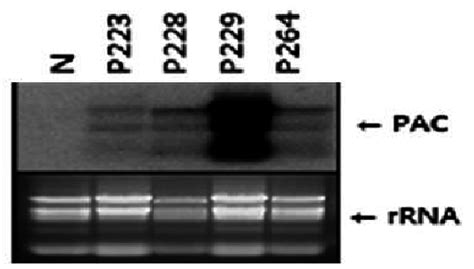 Northern Blot Hybridization Analysis Of Transgenic Cucumber Carrying