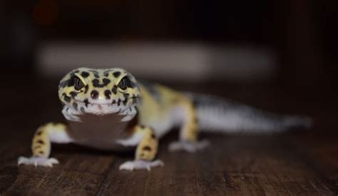 Do Leopard Geckos Have Teeth Do Their Bites Hurt