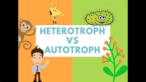 Difference Between Heterotrophs And Autotrophs Difference It Youtube