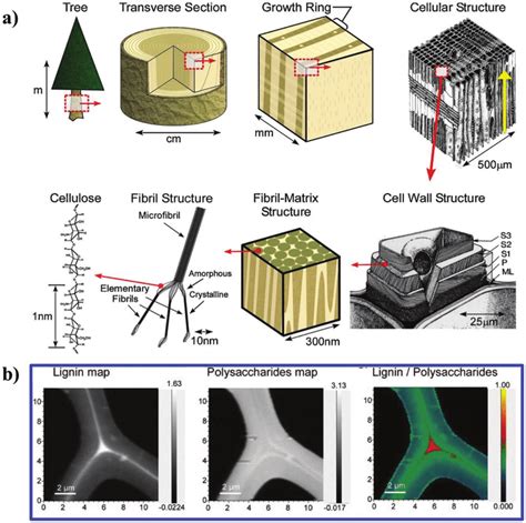 A Schematic Illustration Of Hierarchical Wood Structures From The