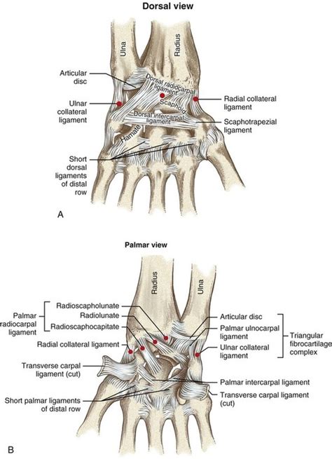 Wrist Ligaments Diagram