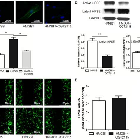 Hmgb Promotes Fibroblast Transdifferentiation Migration And