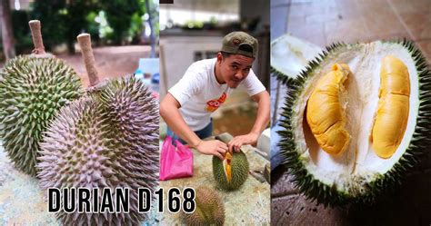 Jual Bibit Durian D168 Durian Masmuar Cepat Berbuah