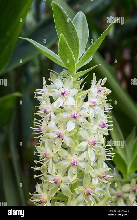 Pineapple Lily Eucomis Comosa Asparagaceae Perennial Ornamental