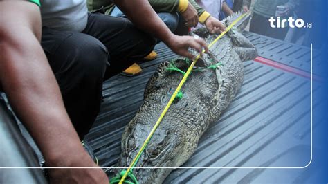 Bksda Sultra Evakuasi Buaya Muara Masuk Perangkap Ikan Nelayan