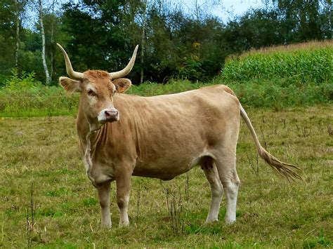 Béarnais Cows Mooing Animals Cow