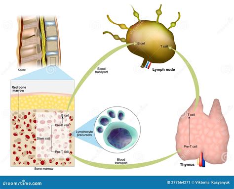 Immune Response Red Bone Marrow Thymus And Lymph Node Production Of Lymphocytes Stock Vector