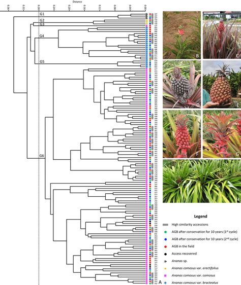 A Dendrogram Based On Morphological Traits Of 45 Accessions From The