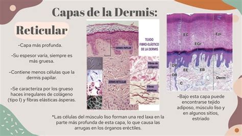 Sistema Tegumentario histologia presentación PPT