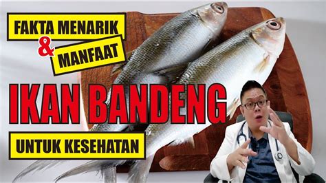 IKAN BANDENG MEMILIKI BANYAK MANFAAT UNTUK KESEHATAN YouTube