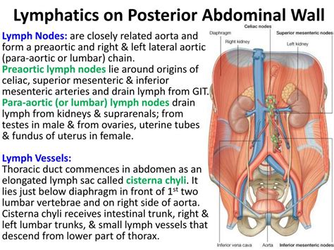 Abdominal Lymph Nodes Structure And Function