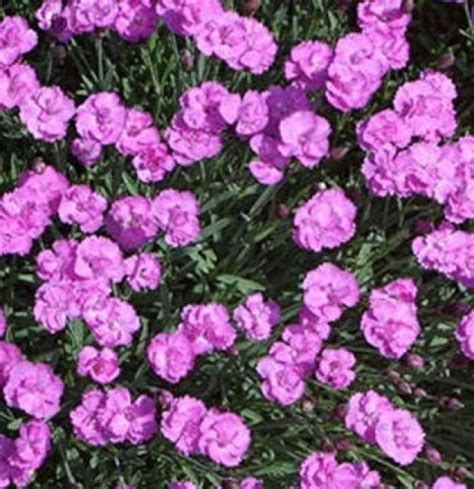 Pünkösdi Szegfű Dianthus Gratianopolitanus Pink Jewel