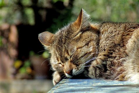 Fotos Gratis Linda Fauna Silvestre Mascota Dormido Felino Marrón