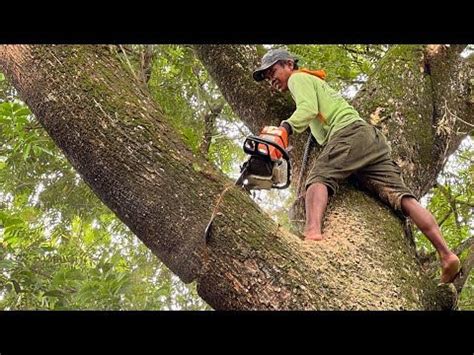 Dangerous Leaning Tree Cutting Stihl Ms Youtube Tree