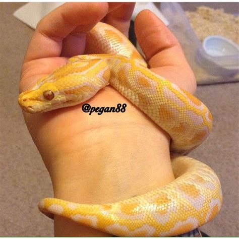 Baby Albino Burmese Python