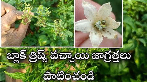 మరప పటల బలక తరపస నవరణక black thrips control on redchilli