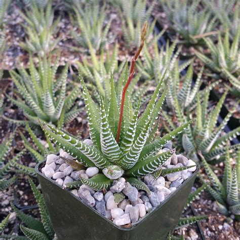 Buy Haworthia Fasciata Zebra Plant Online Planet Desert