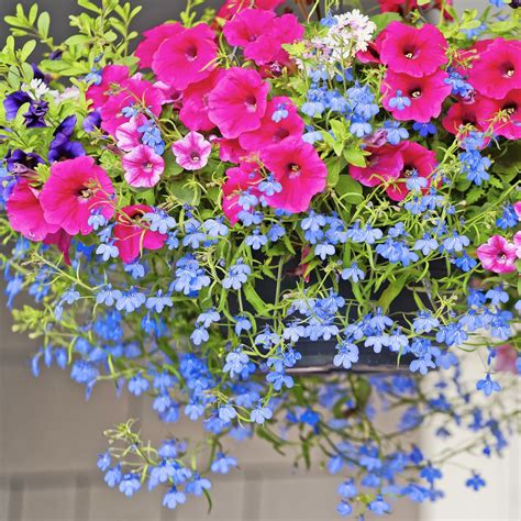 7 Best Trailing Plants For Hanging Baskets Create A Delightful Summer