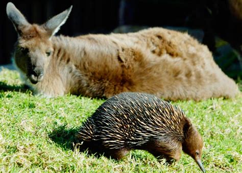 Extinct Monotremes