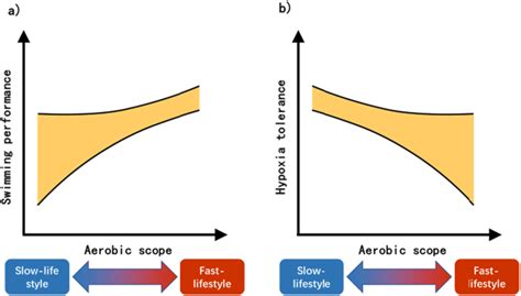 Possible Relationships Between Aerobic Scope And Swimming Performance