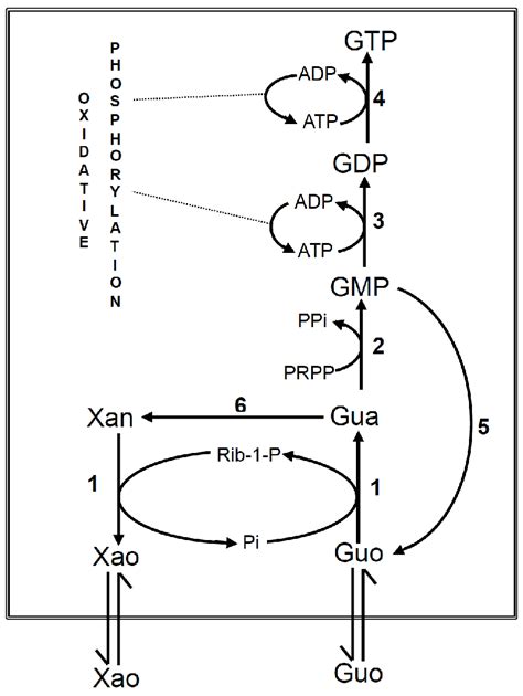 Utilization of guanosine for the salvage synthesis of guanine... | Download Scientific Diagram