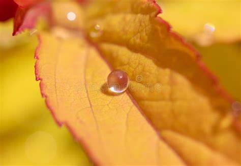 Gotas De Lluvia En Una Hoja Amarilla De Una Planta Imagen De Archivo