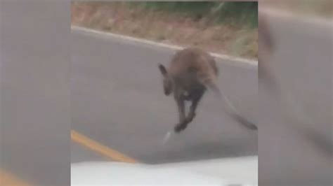 Kangaroo Seen Hopping Along Texas Roadway Good Morning America