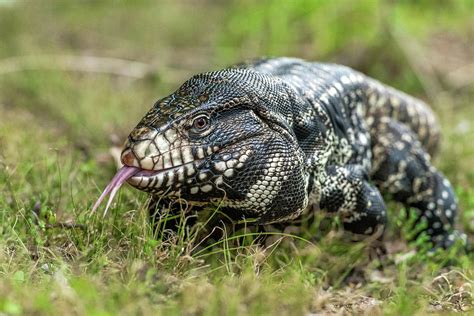 Argentine Black And White Tegu Photograph By Eric Albright Fine Art