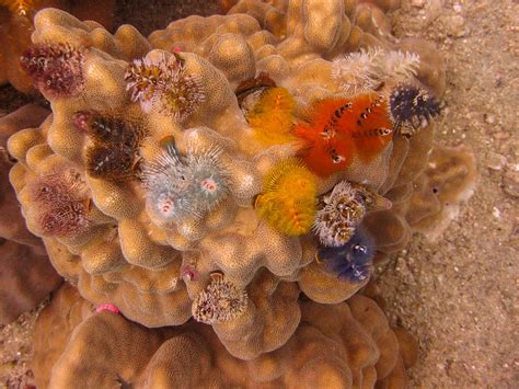 Happy Holidays 5 Facts About Christmas Tree Worms Dr Carin Bondar