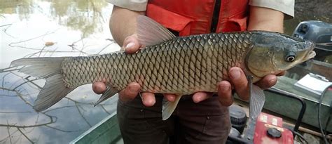 Grass Carp Ctenopharyngodon Idella Collection Record