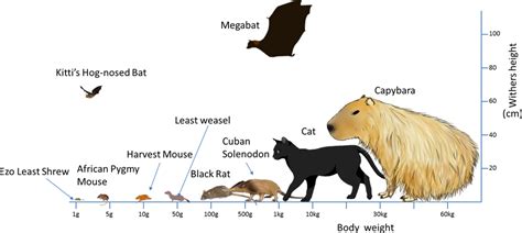 Mammal S Locomotion 4th Version