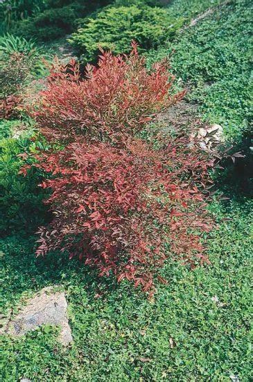 15 Beautiful Types of Nandina Varieties | Balcony Garden Web