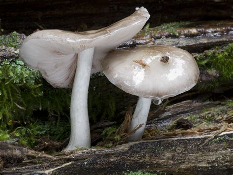 Pluteus Pouzarianus Štítovka Pouzarova