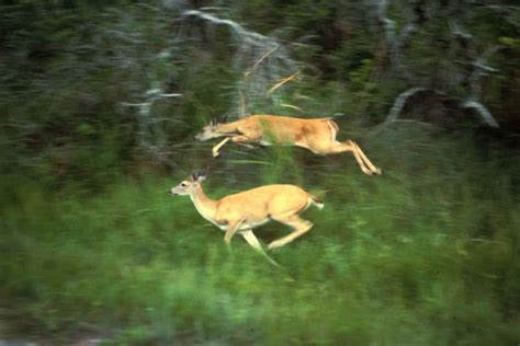 Free picture: white tailed, deers, running, odocoileus virginianus