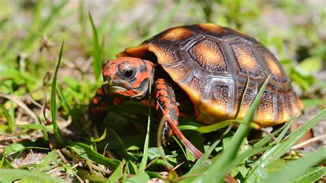 Cherry Head Red Foot Tortoise Size Risala Blog