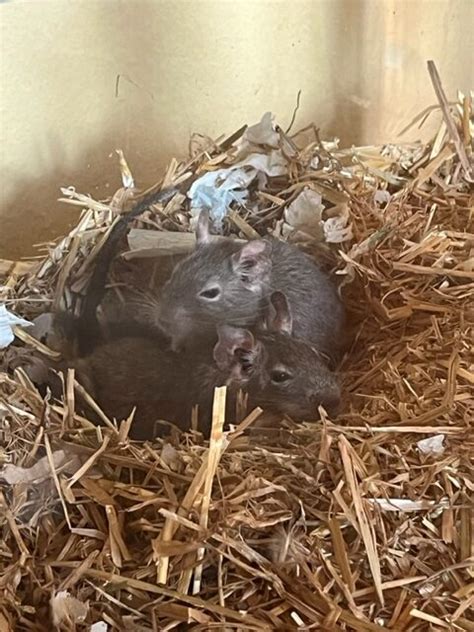 Degus Suchen Ein Neues Zuhause Degu Schweiz