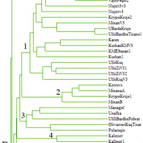 Dendrogram Of Thirty Eight Olive Genotypes From The Albanian Region