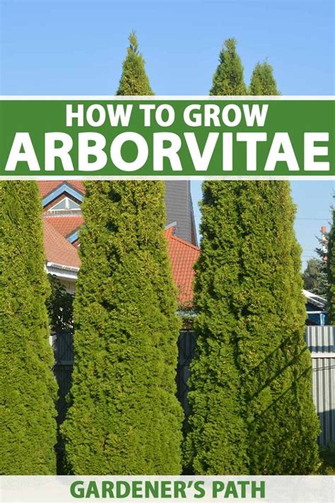 How to Grow and Care for Arborvitae Trees | Gardener’s Path