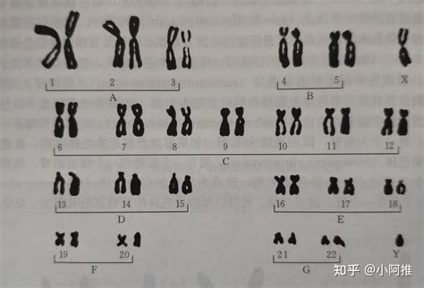 染色体，染色单体，染色质，子染色体，姐妹染色单体有什么区别可以用图像解释一下吗？ 知乎