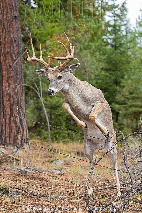 Pictures Whitetail Deer Jumping Over Objects