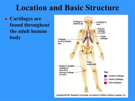 Ppt Bones And Bone Tissues Powerpoint Presentation Id 416539