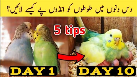 Budgies Parrot Breeding Tips In Urduhindi How To Breed Australian Parrots Breeding Tips