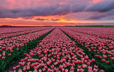 Tulips Field At Sunset Wallpapers Wallpaper Cave