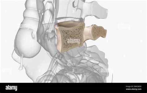 The Fifth Lumbar Spine Vertebrae L5 Is Part Of The Greater Lumbar