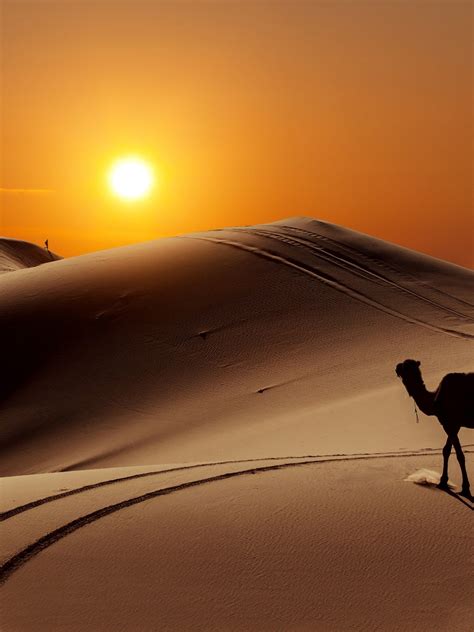 Desert Camel Wallpapers - Wallpaper Cave