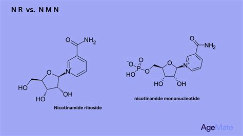 Nr And Nmn A Scientific Adventure Of Nad Precursors Agemate Nz