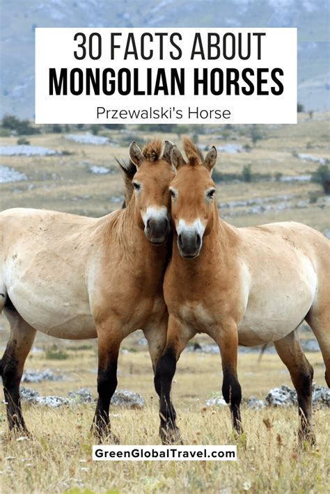 facts  mongolian horses aka przewalskis horse horses