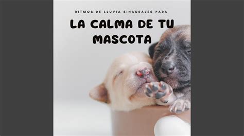 Mentalidad Calmante Para Mascotas En La Lluvia YouTube