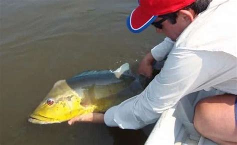 Turismo De Pesca Liberado Pesque E Solte é Opção De Lazer Em Alguns