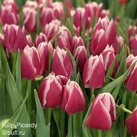 Tulip Picardy Bufl Ru Tulips Flowers Flower Garden